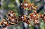 Trichocentrum undulatum - Imagem 1
