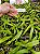 Trichocentrum undulatum - Imagem 4