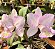 Cattleya nobilior var. amaliae - Imagem 2