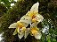 Stanhopea impressa - Imagem 1