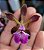 Encyclia phoenicea - Imagem 2
