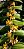 Kit 3 Mudas de Trichoglottis - Imagem 3