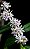 Kit 3 Mudas de Trichoglottis - Imagem 2