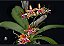 Phalaenopsis bastianii - Imagem 1
