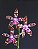 Phalaenopsis bastianii - Imagem 2