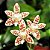 Phalaenopsis zebrina - Imagem 1