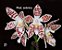 Phalaenopsis zebrina - Imagem 2