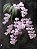Phalaenopsis schilleriana - Imagem 1