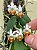 Phalaenopsis lobbii - Imagem 1