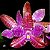 Phalaenopsis lueddemanniana dark x self - Imagem 1