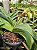 Substrato para Paphiopedilum - Imagem 2