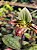 Paphiopedilum venustum - Imagem 2