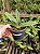 Paphiopedilum venustum albo - Imagem 3
