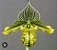 Paphiopedilum venustum albo - Imagem 1
