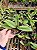 Paphiopedilum venustum albo - Imagem 4