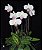 Paphiopedilum delenati - Imagem 1