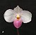 Paphiopedilum delenati - Imagem 2