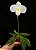 Paphiopedilum delenati var. albo - Imagem 2
