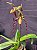 Paphiopedilum Michael Koopowitz - Imagem 1