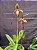 Paphiopedilum Michael Koopowitz - Imagem 2