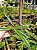 Paphiopedilum hirsutissimum var esquirolei alba - Imagem 3