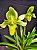 Paphiopedilum hirsutissimum var esquirolei alba - Imagem 1