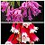 Dendrobium lawesii (pink x bicolor) - Imagem 1