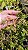 Dendrobium lawesii (pink x bicolor) - Imagem 2