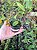 Sophronitis mantiqueirae x Laelia Milleri - Imagem 3