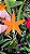 Dungsia ( Cattleya) harpophylla - Imagem 2