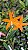 Dungsia ( Cattleya) harpophylla - Imagem 1