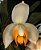 Stanhopea tricornis - Imagem 2