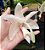 Stanhopea candida - Imagem 2