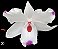 Dendrobium annae - Imagem 2
