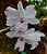 Dendrobium annae - Imagem 1
