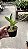 Laelia sincorana x Caulathorn bicornutum - Imagem 2