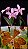 Laelia rupestris x Encyclia Fowliei - Imagem 1