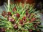 Maxillaria juergensii - Imagem 1