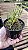 Maxillaria juergensii - Imagem 3