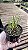 Maxillaria juergensii - Imagem 2