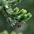 Óleo Essencial de Pinus - 10 ml - Imagem 3