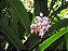 Óleo Essencial de Colônia (alpinia speciosa) - 10 ml - Imagem 3