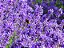Óleo Essencial de Lavanda - 10 ml - Imagem 3