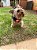 Pingente Pet "Achou-me?" - Osso Preto - Imagem 2