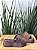 Tamanco Flatform Animal Print - Schutz 340-Animal Print - Imagem 3