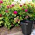 Vaso Redondo Para Planta Preto 36L Rattan 25824 - Imagem 2
