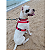 coleira k9 vermelha - Imagem 3