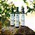 TRIO DE AZEITES OLIVAIS DOS REGO (3 x garrafas 250 ml) ESGOTADO - Imagem 2