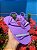 Kit 12 Pares Sandalia Feminina Strass Brilho Rasteirinha Traseira Slide Atacado - Imagem 5