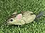 Ratinho Turbo - Imagem 1